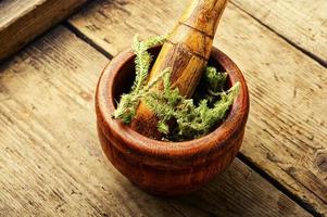 Lycopodium healing herbs on wooden table photo
