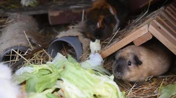 grappig weinig Guinea varken kauwt voedsel zittend in de hooi