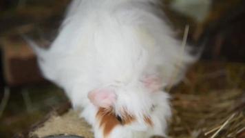 Funny little guinea pig chews food sitting in the hay video