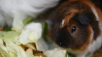 Funny little guinea pig chews food sitting in the hay video