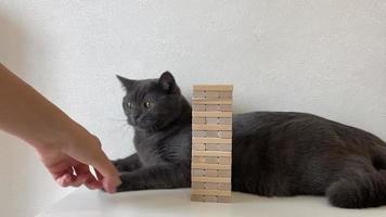 juego de jenga y gato. en el video, la mano de una mujer saca un cubo de madera mientras el gato juega con él. video