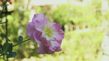 roses qui fleurissent dans le jardin video