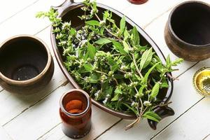 menta floreciente fresca, té de hierbas foto