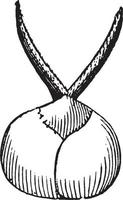 ilustración vintage de granos de morera. vector