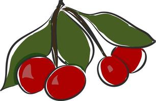 A bunch of cherries, vector or color illustration.