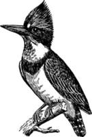 Kingfisher, vintage illustration vector