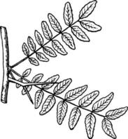 Gleditsia vintage illustration. vector