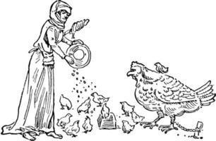 alimentando pollos, ilustración vintage. vector