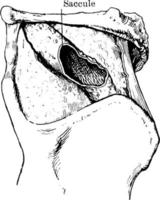 espécimen que muestra una mayor extensión del sáculo de la laringe, ilustración antigua. vector