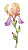 flor de iris púrpura, ilustración de pintura dibujada a mano con acuarela, aislada en fondo blanco. png