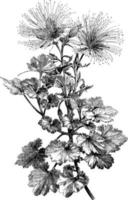 Portion of Plant of Mentzelia Bartonioides vintage illustration. vector