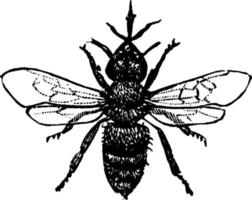 abeja obrera, ilustración vintage vector