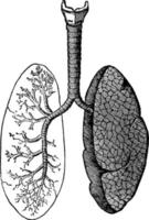 Lungs, vintage illustration. vector