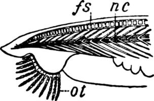 Side view of lancelet, vintage illustration. vector