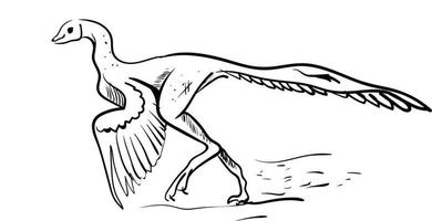 Archaeopteryx dibujo, ilustración, vector sobre fondo blanco.