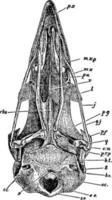 cráneo de ave, ilustración vintage. vector