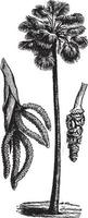 ilustración vintage de palma de abanico. vector