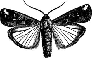 Laphygma, vintage illustration. vector