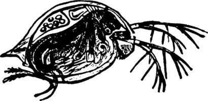 Water Flea, vintage illustration. vector