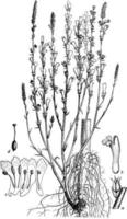 branched, broomrape, destructive, dense, plant, flower, tabular vintage illustration. vector