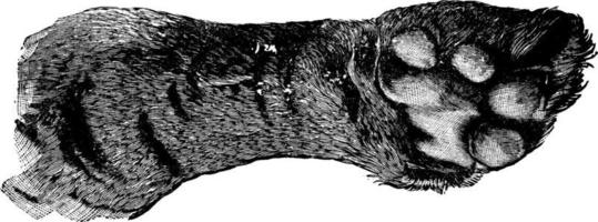 Tiger Paw, vintage illustration. vector