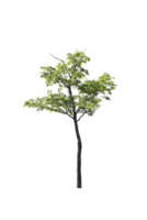 árbol aislado png