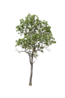 grüner Baum png