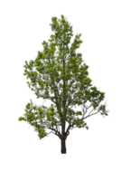 Tree isolated png