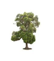 BigTree isolated png