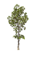 Green tree isolated png