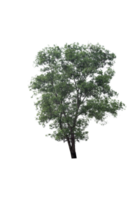 arbre isolé png