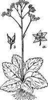 Early Saxifrage vintage illustration. vector