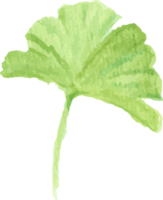 ramo de folha de ginkgo verde aquarela png