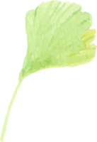 ramo de folha de ginkgo verde aquarela png