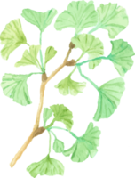 acquerello verde ginkgo foglia ramo png