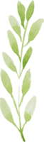 watercolor green leaf element png