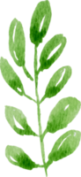 vattenfärg grön blad element png