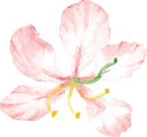 acuarela mano dibujar verano flor de hibisco rojo png