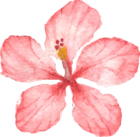 watercolor hand draw summer red hibiscus flower png