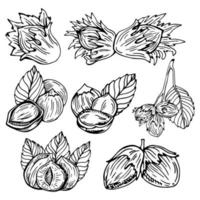 Hazel nut set. Isolated flat hazelnut in shell and peeled with leaves sketch icons. Natural healthy hazel nut organic food collection. Vegetarian diet snack vector illustration