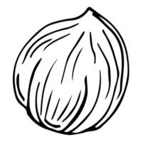 Vector hand drawn hazelnut for template label, packing and emblem farmer market design. Retro sketch style.