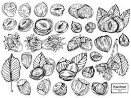 Hazel nut set. Isolated flat hazelnut in shell and peeled with leaves sketch icons. Natural healthy hazel nut organic food collection. Vegetarian diet snack vector illustration