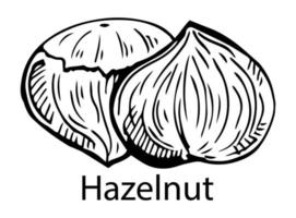 Vector hand drawn hazelnut for template label, packing and emblem farmer market design. Retro sketch style.