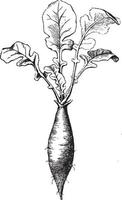 ilustración vintage de raíz de rábano. vector