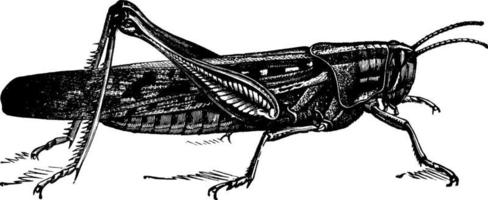 American Bird Grasshopper, vintage illustration. vector