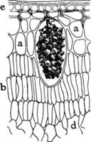 F. Elastica Epidermis vintage illustration. vector