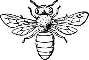 abeja melífera, ilustración antigua. vector
