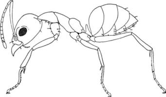 hormiga argentina, ilustración vintage. vector