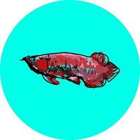 Arowana fish, illustration, vector on white background.