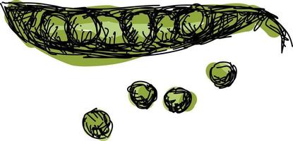 Green pea, illustration, vector on white background.